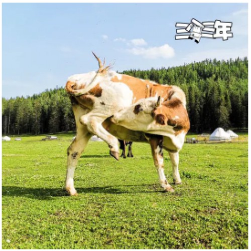 【新疆 • 三个三年纯牛奶】一盒来自新疆的奶 奶源纯净新鲜 健康生活从选择好牛奶开始~