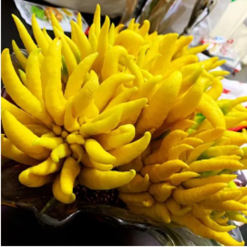 【金华·佛手】现摘现发 观赏清香 泡茶养生