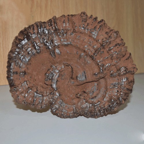 “六贵本草堂”福建武平椴木 紫灵芝 整朵装 2个装