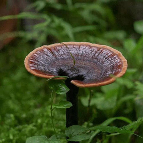 六贵灵芝 武芝2号切片 林下椴木紫灵芝茶 入口清香 6罐×8g