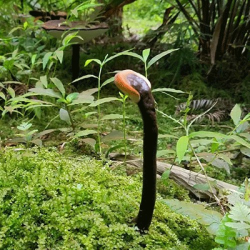 六贵灵芝 武芝2号 林下椴木紫灵芝茶 入口清香（6小罐×8g +40g×1大罐）