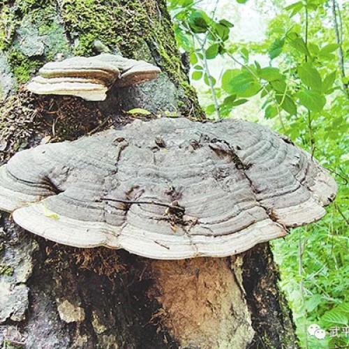 六贵灵芝 武芝2号 林下椴木紫灵芝茶 入口清香 6罐×8g