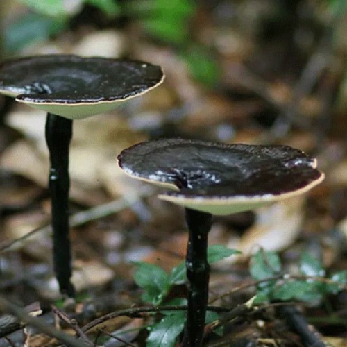 六贵灵芝 武芝2号 林下椴木紫灵芝茶 入口清香 6泡×8g