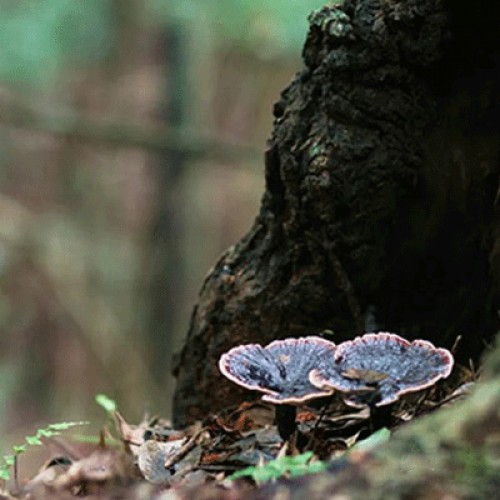 六贵灵芝 武芝2号 林下椴木紫灵芝茶 入口清香  12泡×8g