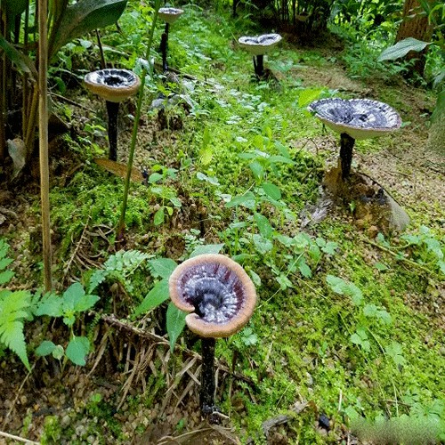 六贵灵芝 武芝2号 林下椴木紫灵芝茶 入口清香  12泡×8g