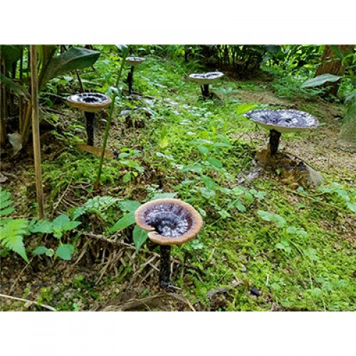 六贵灵芝 武芝2号 林下椴木紫灵芝茶 入口清香（6小罐×8g +40g×1大罐）