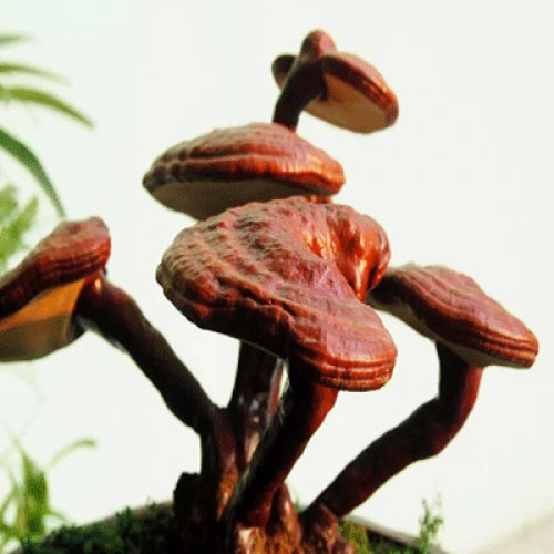 六贵灵芝 武芝2号 林下椴木紫灵芝茶 入口清香（6小罐×8g +40g×1大罐）