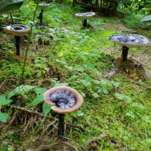 六贵灵芝 武芝2号 林下椴木紫灵芝茶 入口清香（6小罐×8g +40g×1大罐）