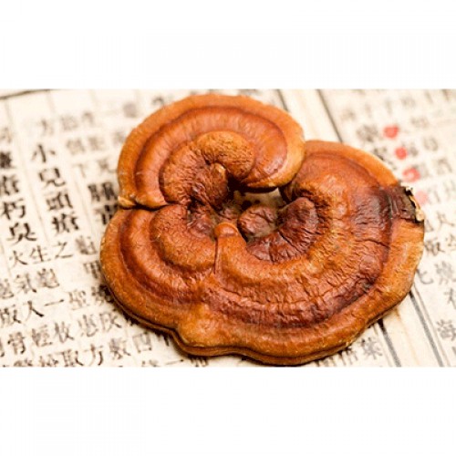 六贵灵芝 武芝2号 林下椴木紫灵芝茶 入口清香 30泡×8g+1罐