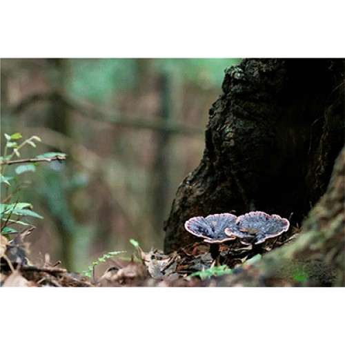 六贵灵芝 武芝2号 林下椴木紫灵芝茶 入口清香 30泡×8g+1罐