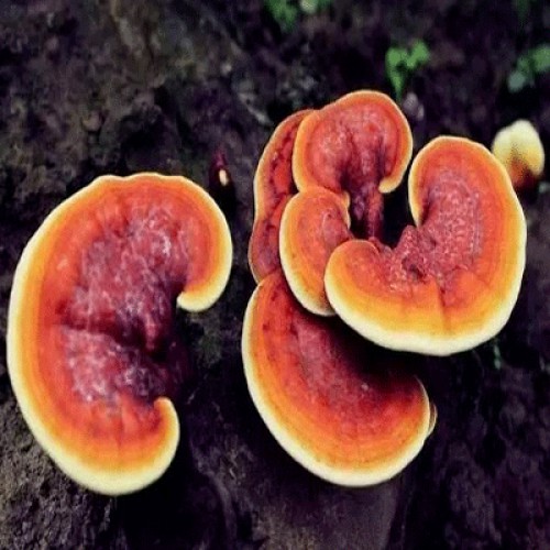 六贵灵芝 武芝2号切片 林下椴木紫灵芝茶 入口清香 6泡×8g