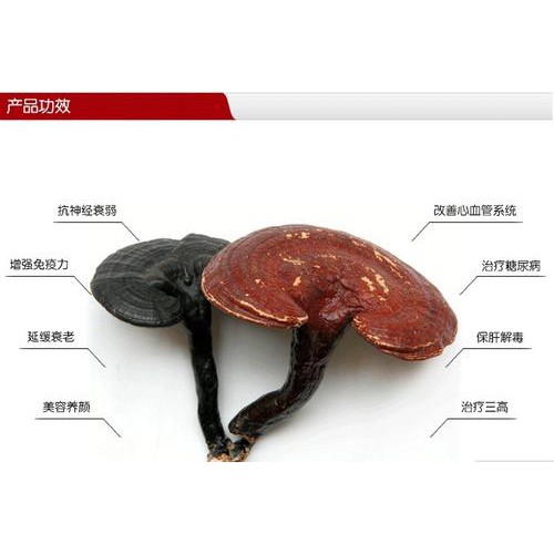 六贵灵芝 武芝2号 林下椴木紫灵芝茶 入口清香 6罐×8g