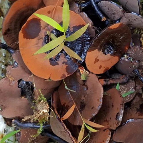 六贵灵芝 武芝2号 林下椴木紫灵芝茶 入口清香（6小罐×8g +40g×1大罐）