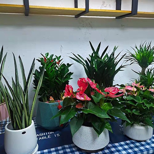 室内 办公室盆栽～红掌 ，金钱树，琴叶榕，发财树