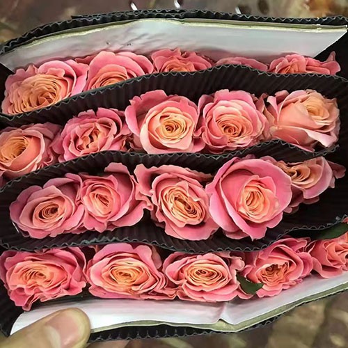 卡布奇诺粉雪山玫瑰等