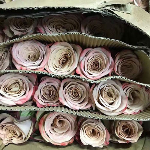 卡布奇诺粉雪山玫瑰等