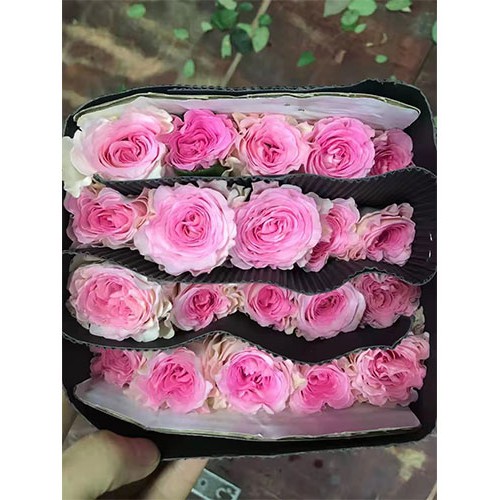 卡布奇诺粉雪山玫瑰等